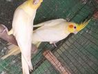 Cockatiel Birds