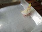 Cockatiel Chicks