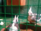 Cockatiel Bird