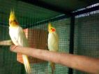 Cockatiel Bird