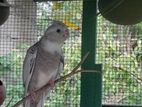 cokateil bird