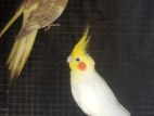 Cockatiel Bird