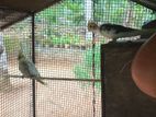 Cockatiel Birds