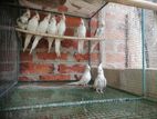 cokatel bird