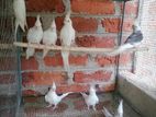 Cockatiel Bird