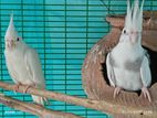 Cockatiel Birds