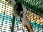 Cockatiel Birds