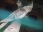 Cockatiel Albino Pair