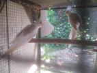 Cockatiel Pair