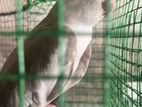 Cockatiel Bird