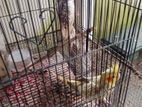 Cockatiel