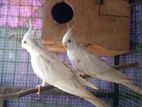 Cockatiel Birds
