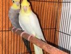Cockatiel Birds