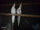 Cockatiel Birds