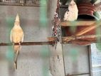 Cockatiel birds