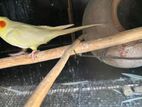 cokatile birds