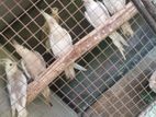 Cockatiel Birds