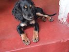 Cocker Spaniel Dog