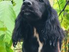 Cocker Spaniel Female Dog