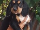 Cocker Spaniel Puppy