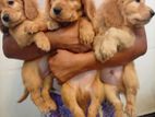 Coker Spaniel Puppies