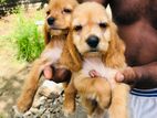 Coker Spaniel Puppy