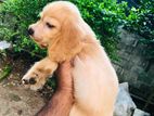 Cocker Spaniel Puppy