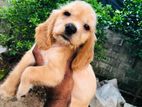 Coker Spaniel Puppy