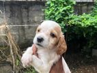 Cocker Spaniel Puppy