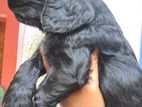 Cocker Spaniel Puppies