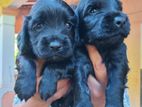 Cocker Spaniel Puppies