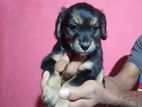 Coco Spaniel Puppies