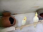 Cockatiel Breeding Pair