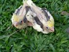 Cocktail Birds