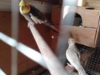 Cockatiel Birds