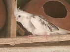 Cockatiel Bird