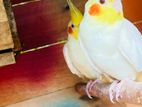 Cockatiel Bird