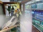 Cocktail Birds