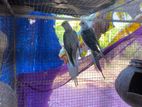 Cockatiel Birds