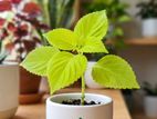 Coleus පැල