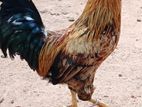 Country Rooster