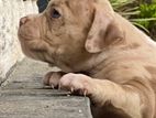 American Bully Puppies
