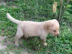 Labrador Puppy
