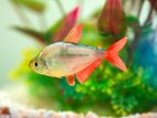 Colombian Tetra