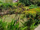 COLOMBO 6 WELLAWATTA BOSWEL PLACE PRIME 14P OF LAND WITH HOUSE FOR SALE