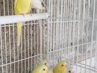 Colorful Budgie Lovebirds