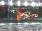 Guppies Fishes