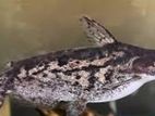 Coloumbian Wood Catfish 6 Inches