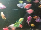Colour fish