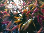 Colour Tetra Fish